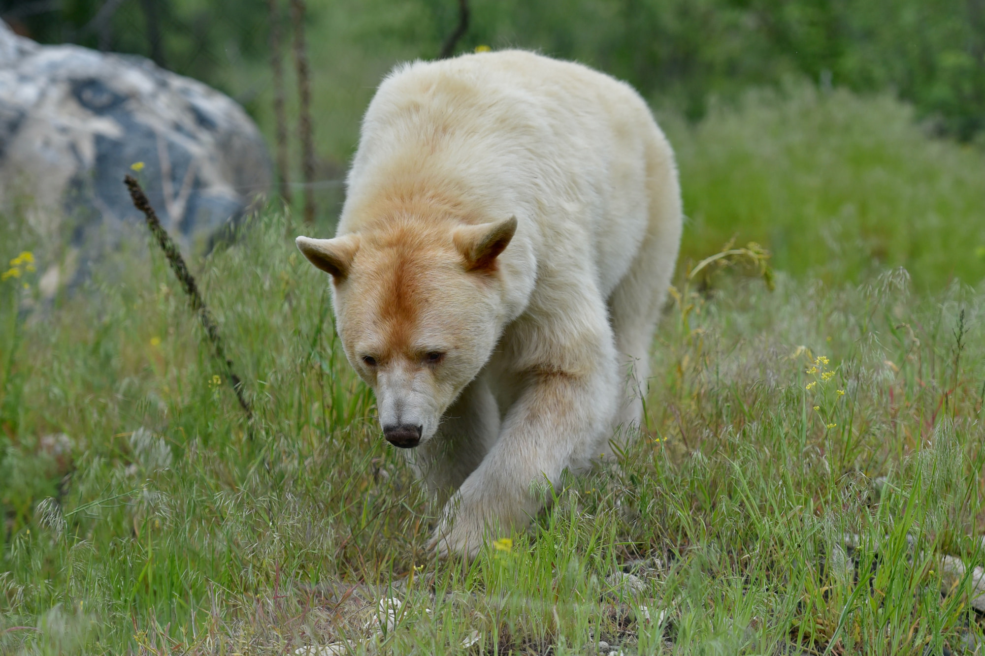 Black Bear Vs Grizzly Bear