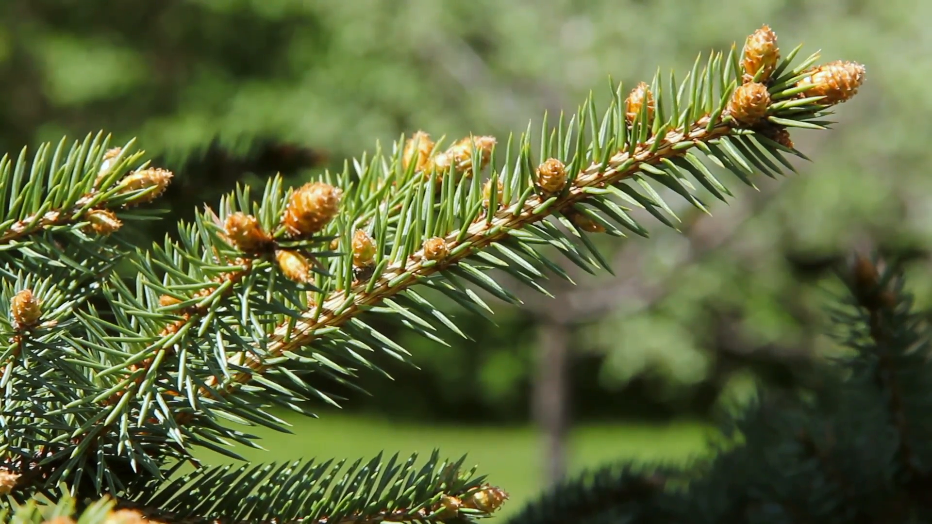 Fraser Fir vs. Douglas Fir: 8 Key Differences