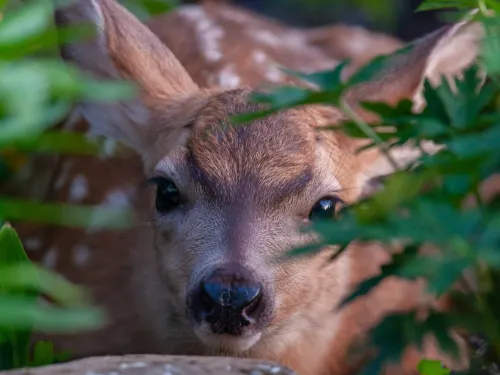 A baby deer in some bushes