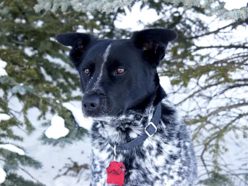 Kootenay dog portrait