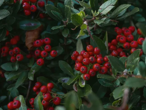 ripe buffaloberries on a bush