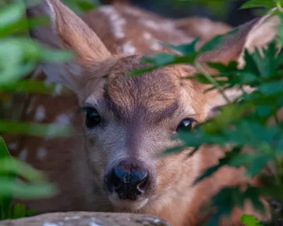 A baby deer in some bushes