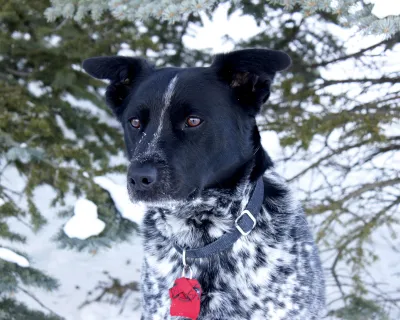 Kootenay dog portrait