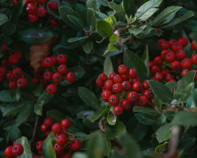 ripe buffaloberries on a bush