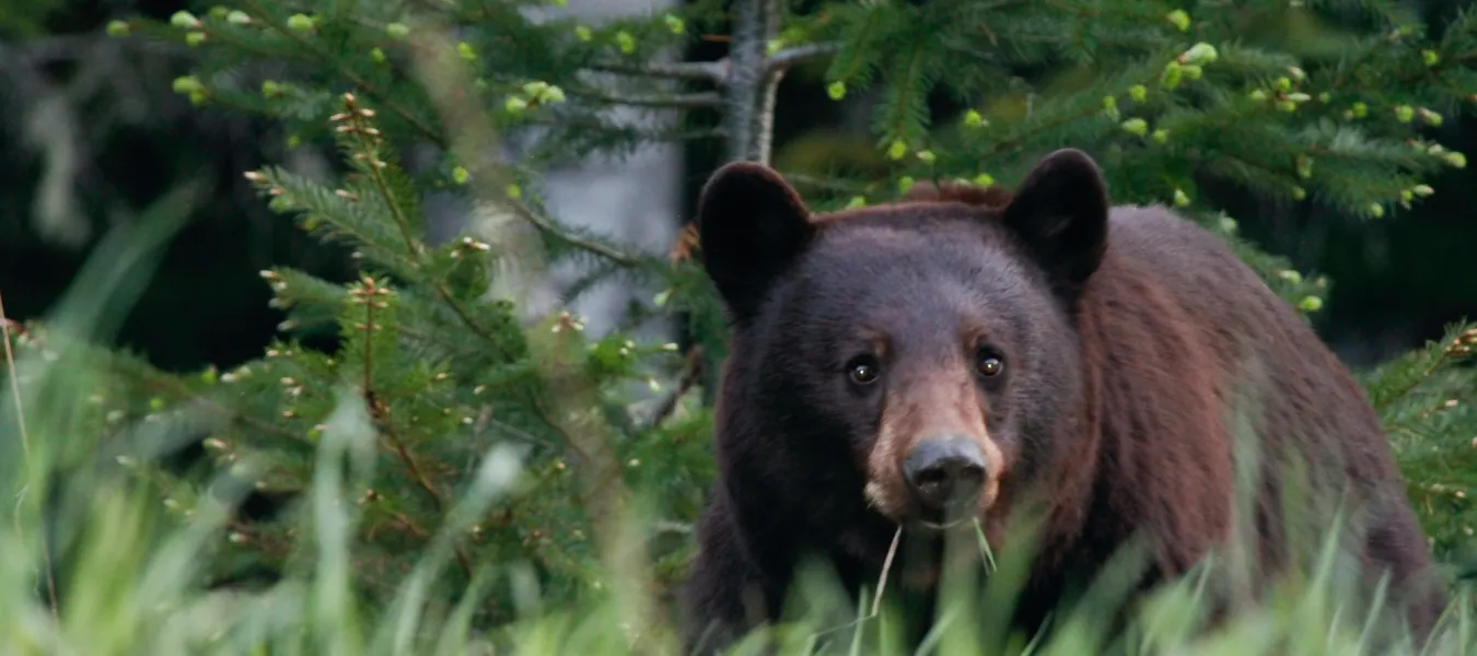 Bear in forest near Whistler, B.C.