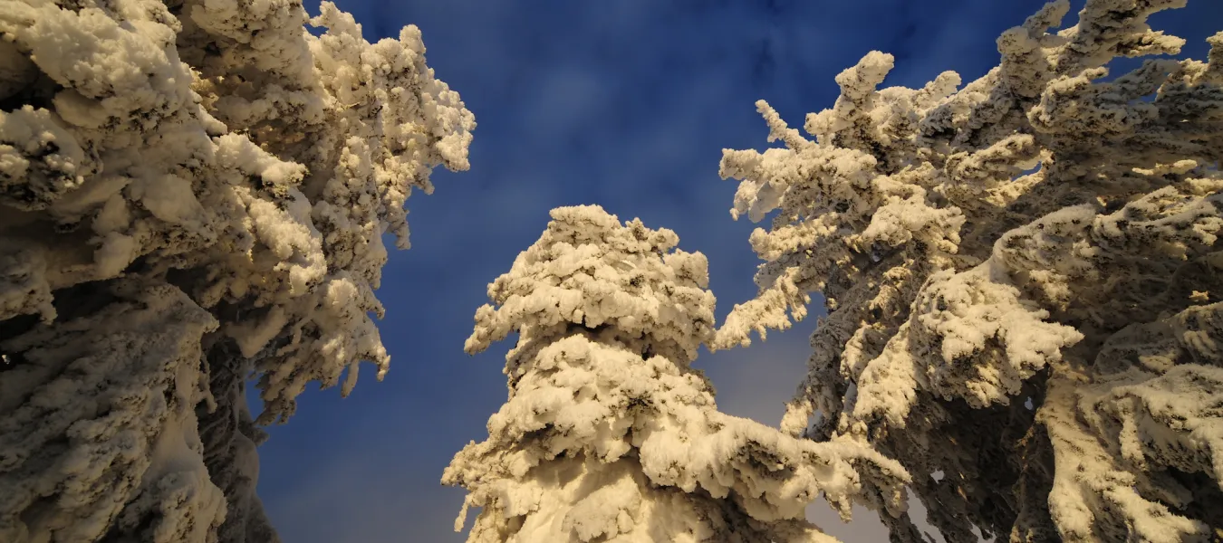 Winter trees