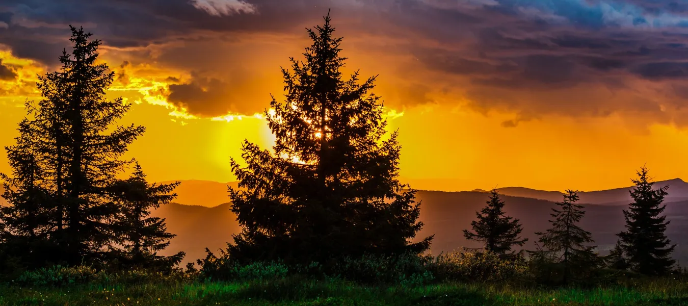 How to identify trees conifers western Canada