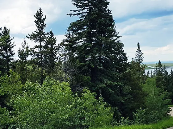 Cypress Hills