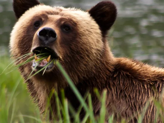 Great Bear