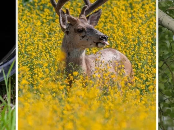 A fox (left) buck (middle) and a bear (right)