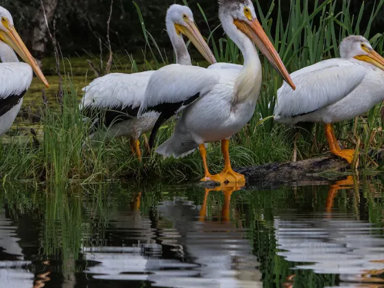 Lac La Biche birding Paul Lavoie ZenSeekers