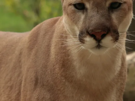 Cougar in forest