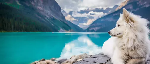 A white dog sits on some rocks enjoying the alpine lake and mountain view