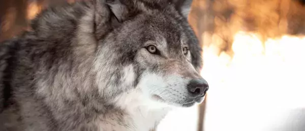 Wolf by Milo Weiler