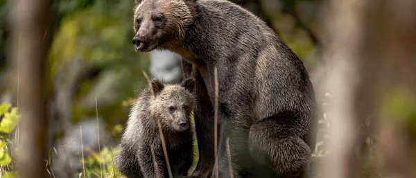 Black bear and cub in B.C.