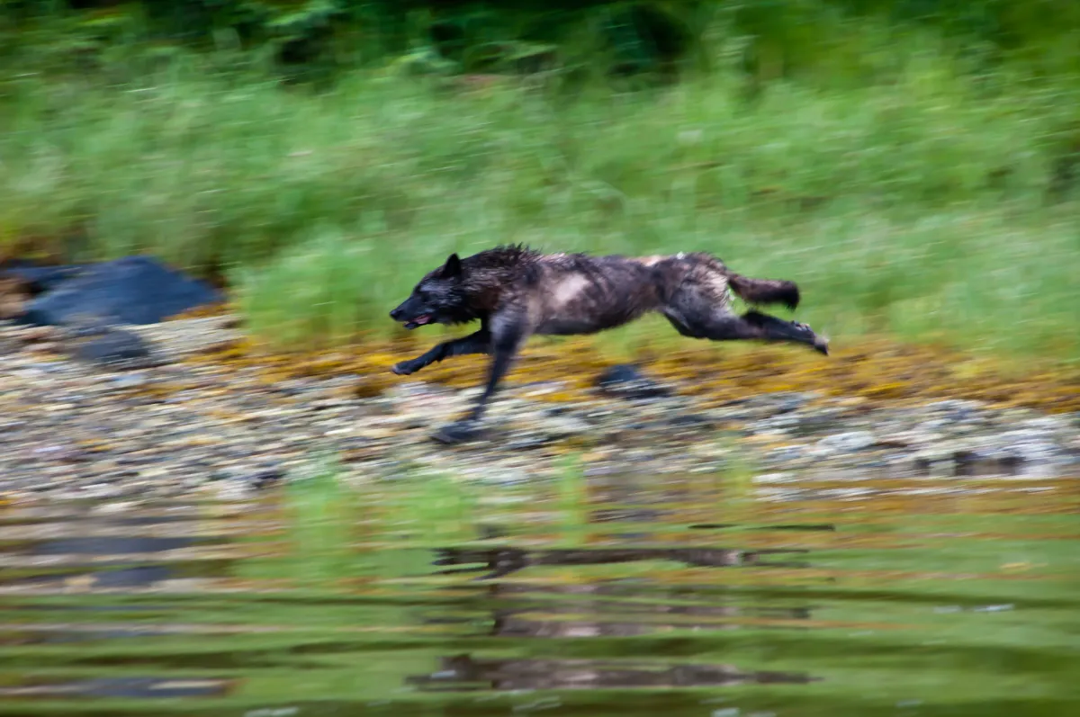 Sea Wolf