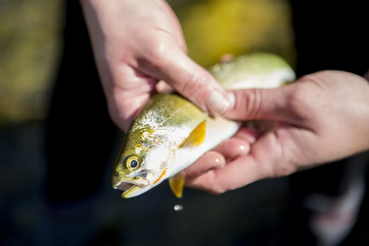 Fishing Cranbrook