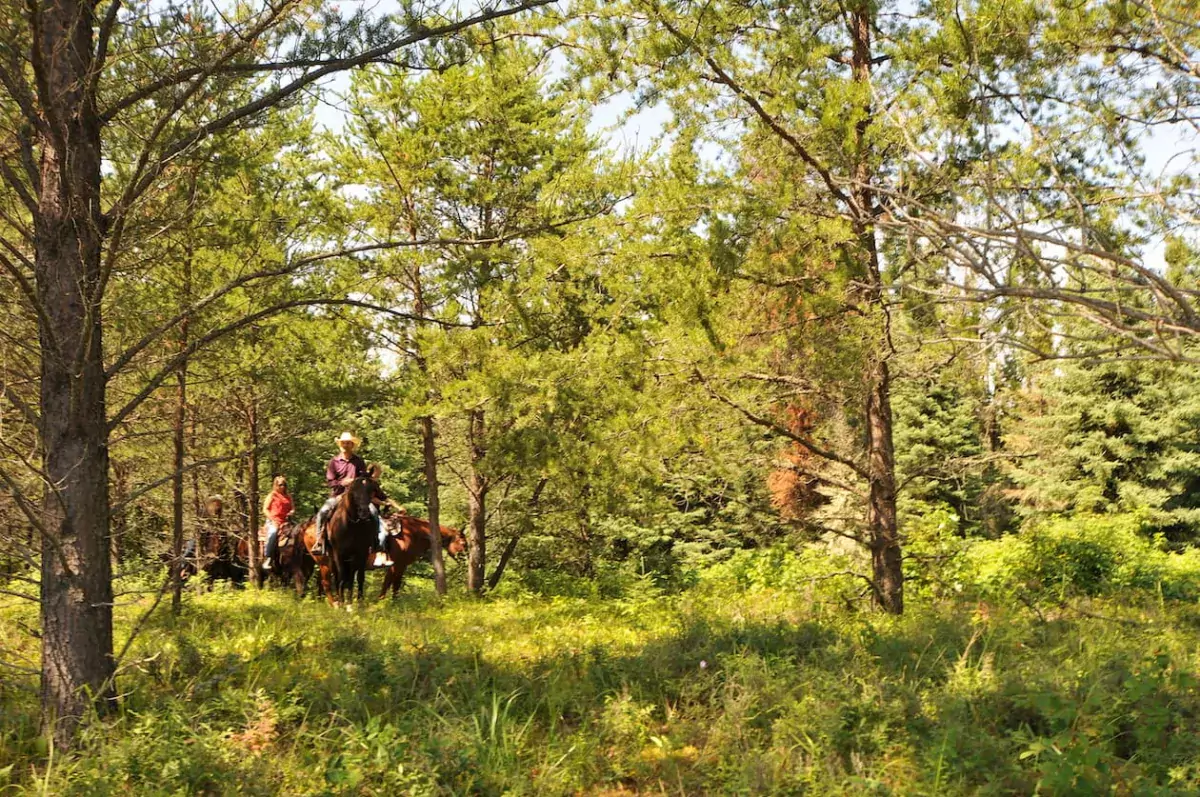Leaning Tree Trail Rides in Athabasca