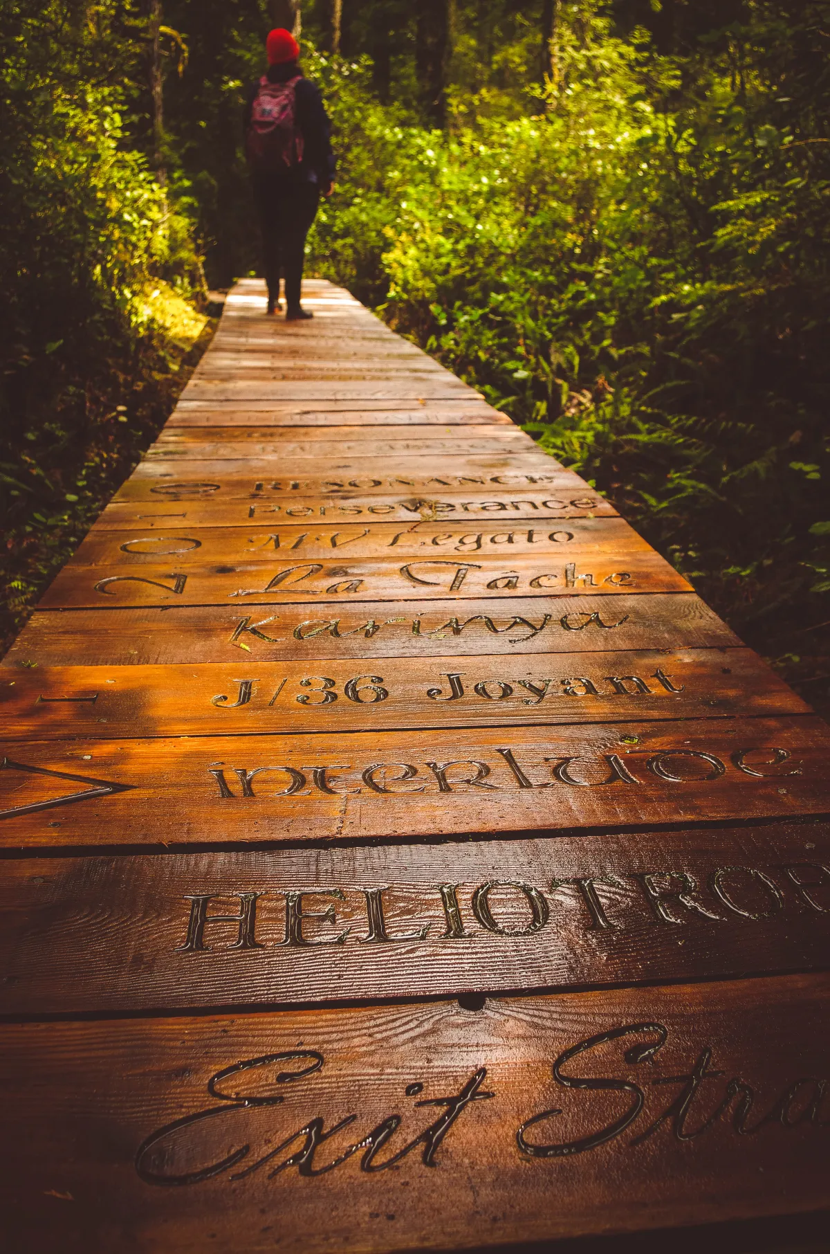 Boardwalk hike tofino