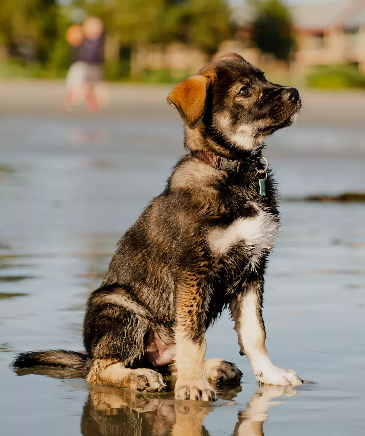 An adorable dog sits on a beach in Tofino British Columbia