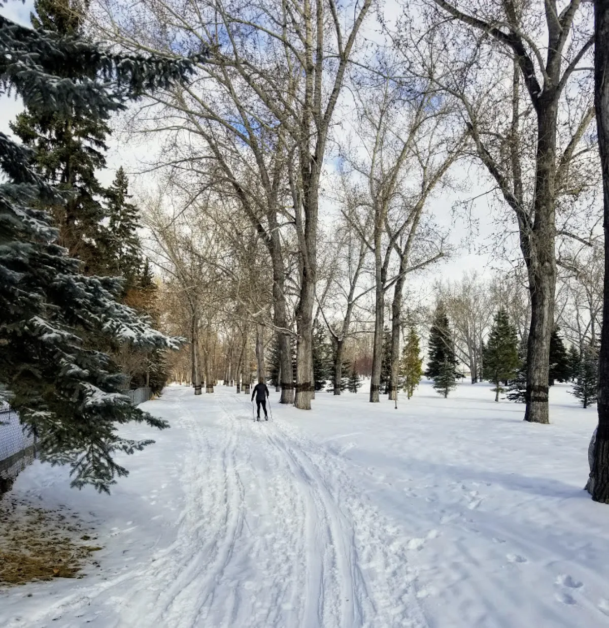 Cross-country skiing Maple Ridge Golf course Calgary