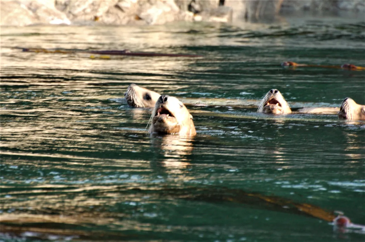 Seals