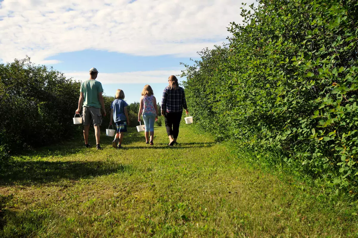 A family walks away from the camera after finishing picking Saskatoon berries in MD Bonnyville