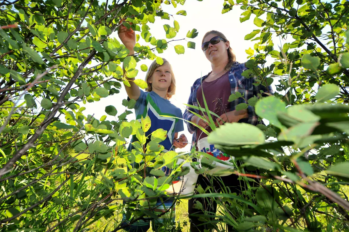 A family picks Saskatoon berries in MD Bonnyville