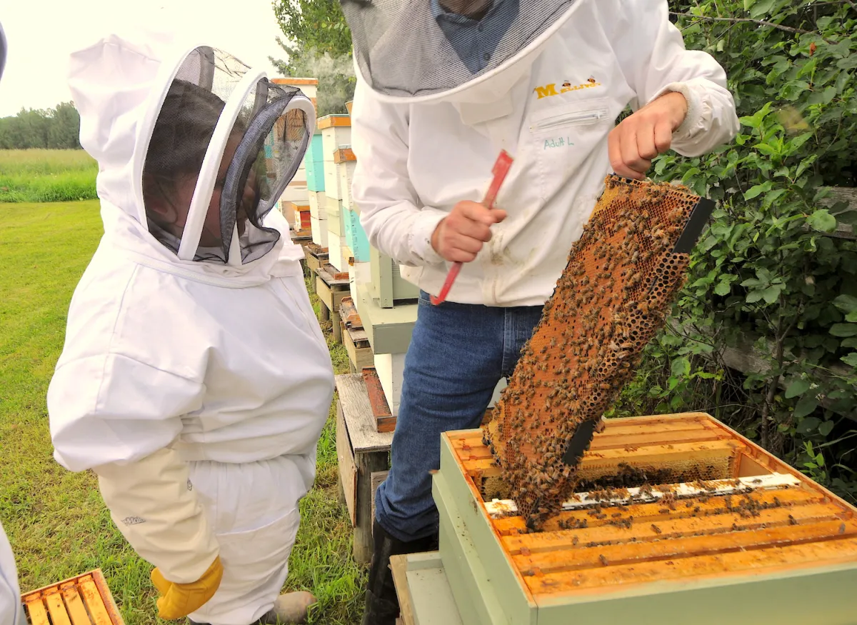 A child looks at honeycomb filled with bees in Lac la Biche