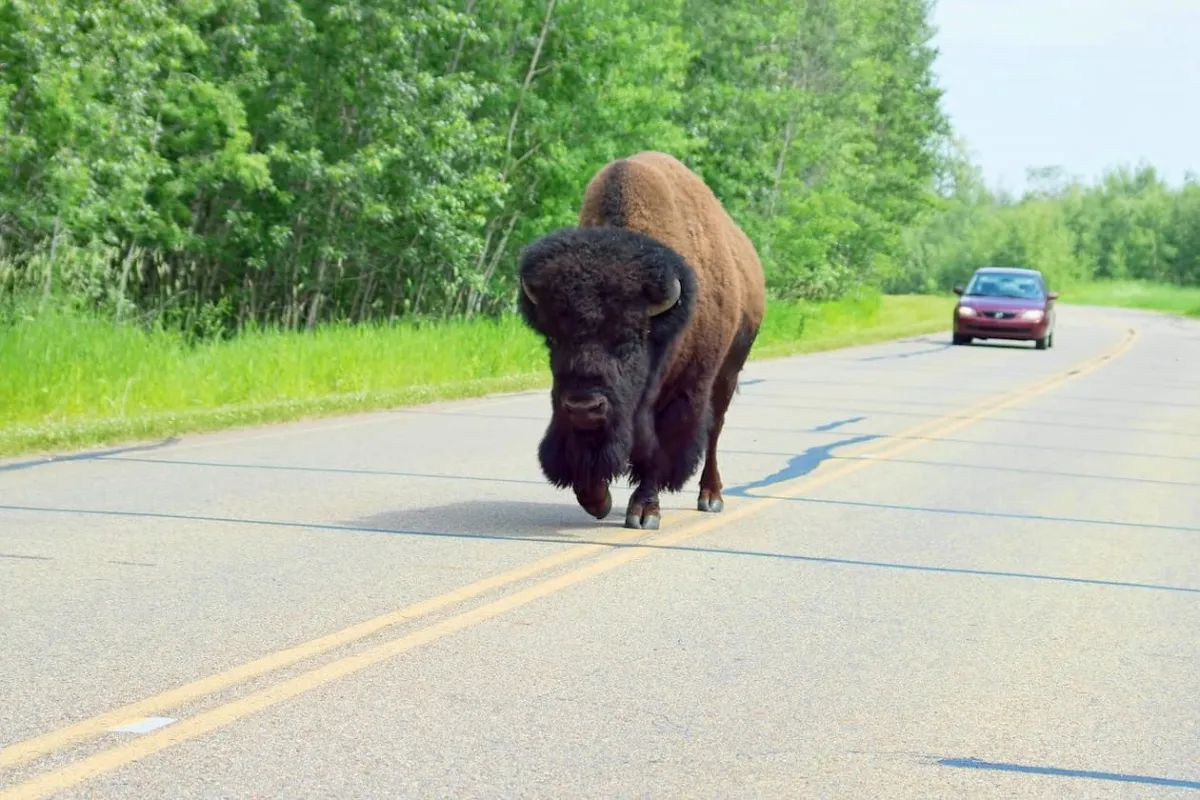 Elk Island National Park Alberta Bison