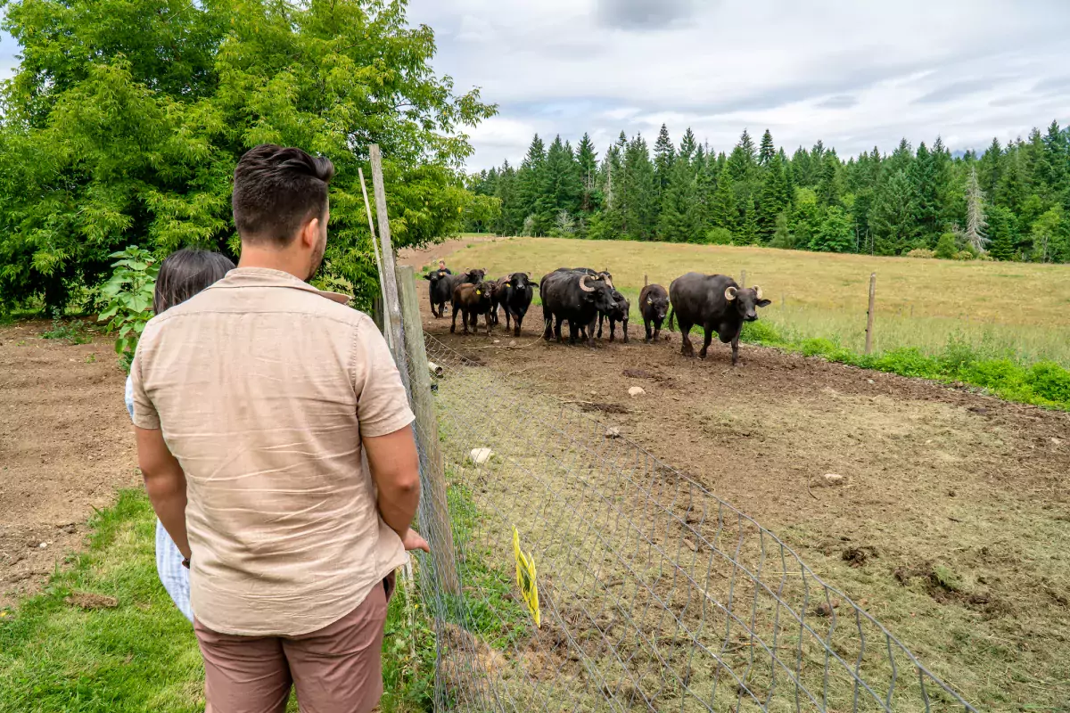  Bringing the herd in at Water Buffalo Dairy, Coleman Meadows Farm in the Alberni Valley, BC.
