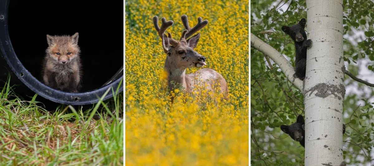 A fox (left) buck (middle) and a bear (right)