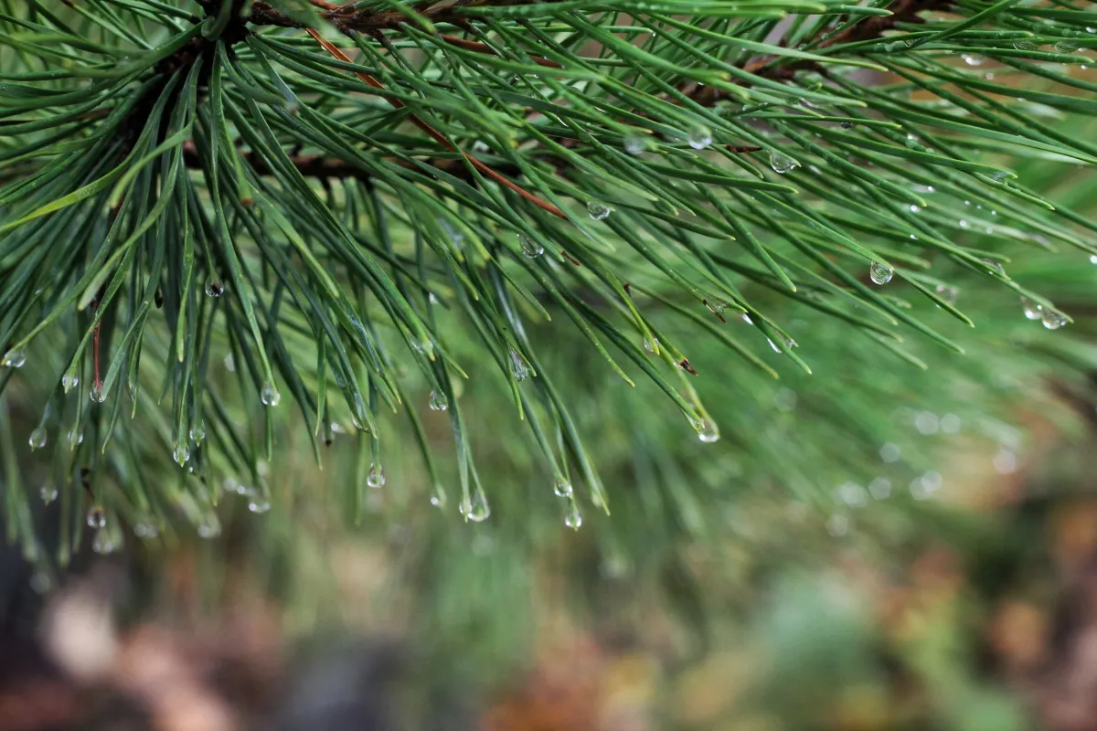 Dew in Wells Gray