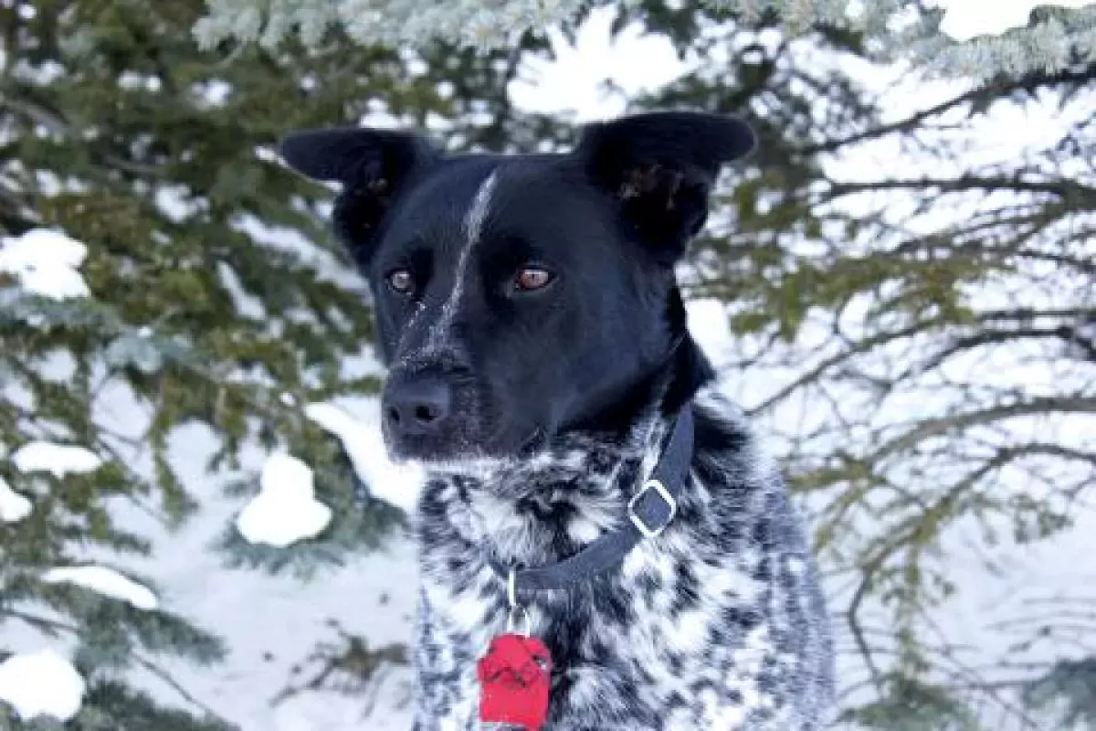 A dog in a snowy landscape perks up his ears to look at something away from camera in Alberta