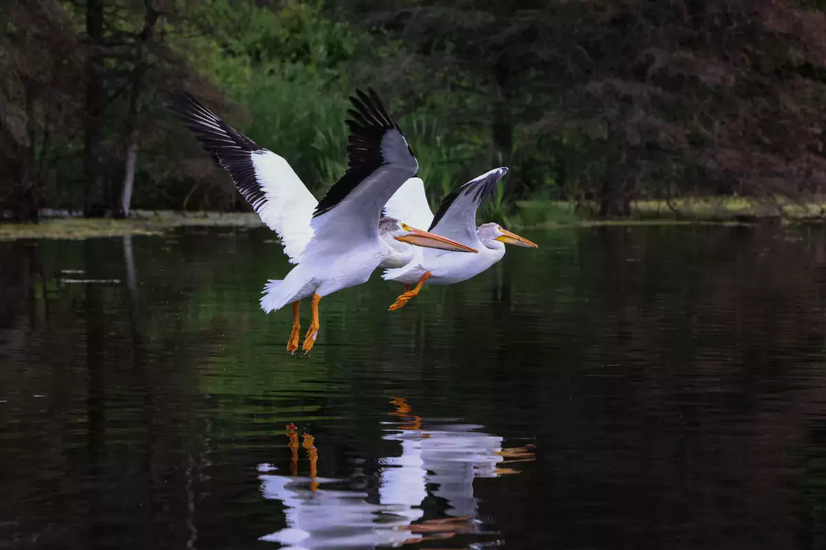 Lac La Biche Off Road Adventures Elinor Lake pelicans Paul Lavoie