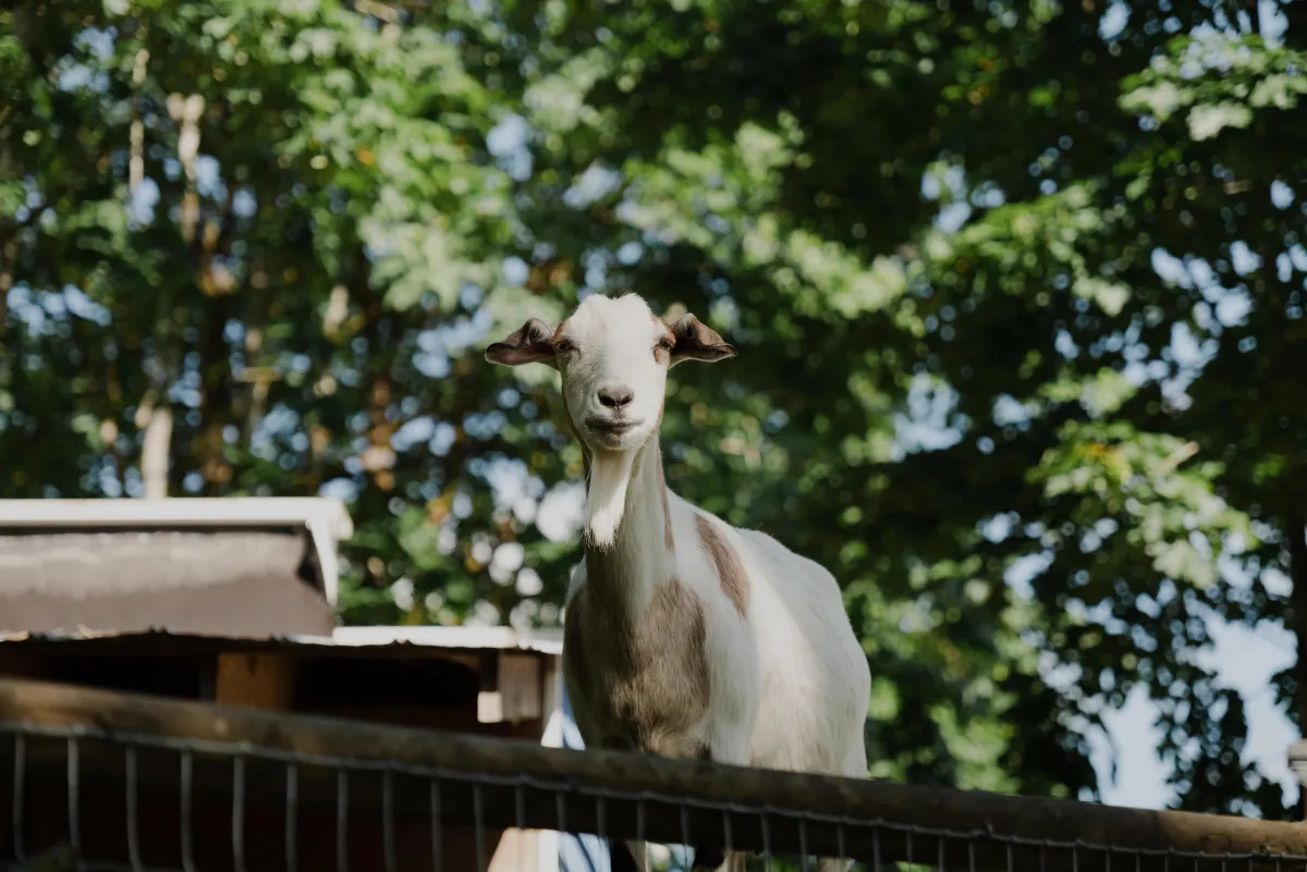 Goat at Arrowvale Campground, Port Alberni, BC.