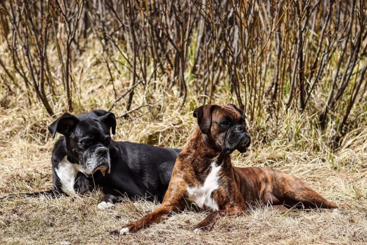 Two dogs relax while camping and look to the side where their attention is