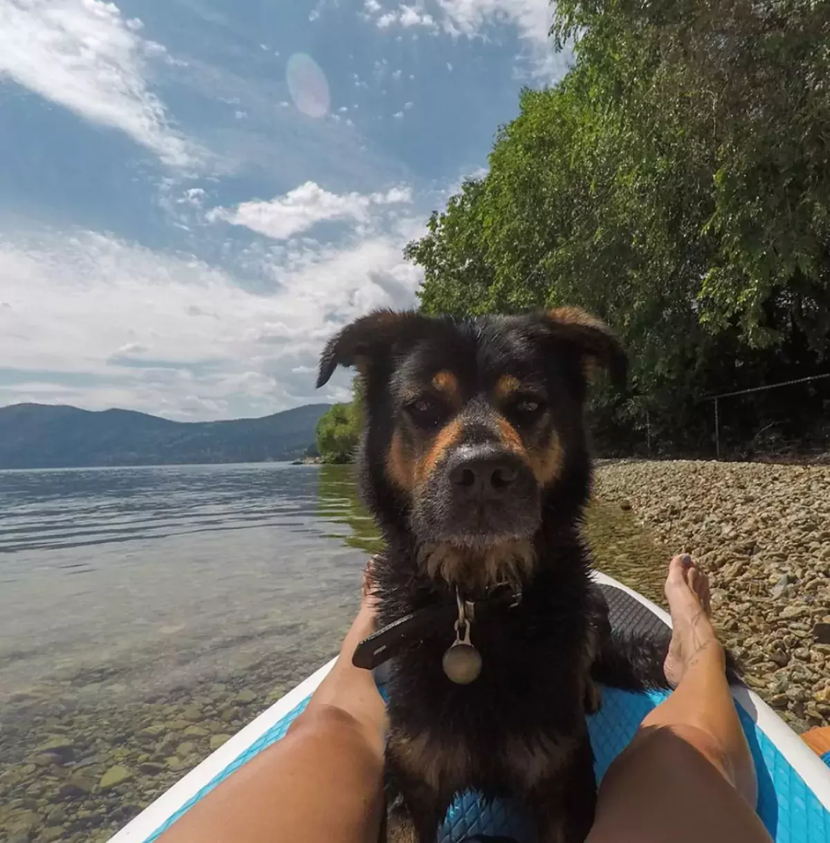 A dog in a canoe looks at the camera on a beach in British Columbia