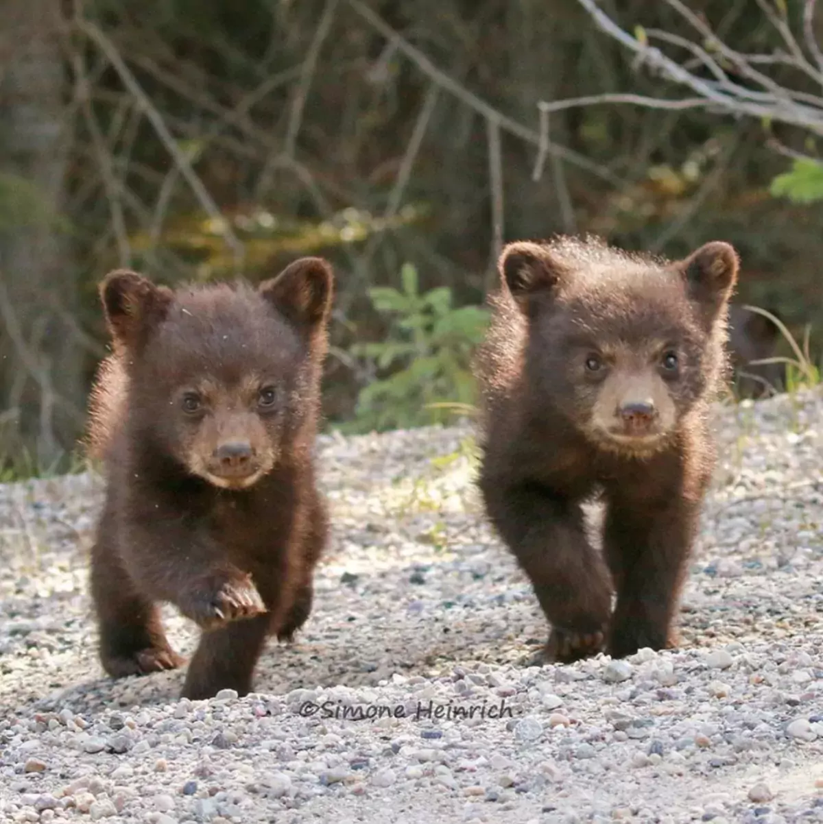 Two bear cubs walking toward a camera in Banff Alberta