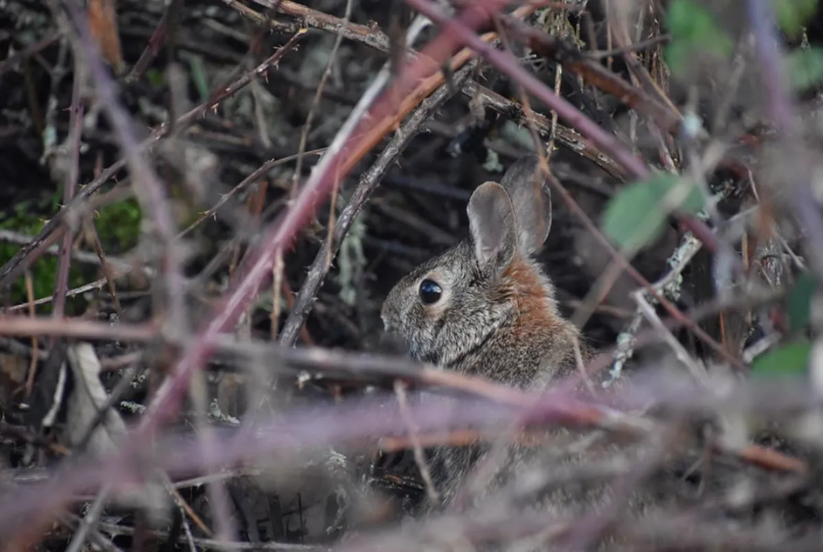 A rabbit looks away from the camera behind some trees