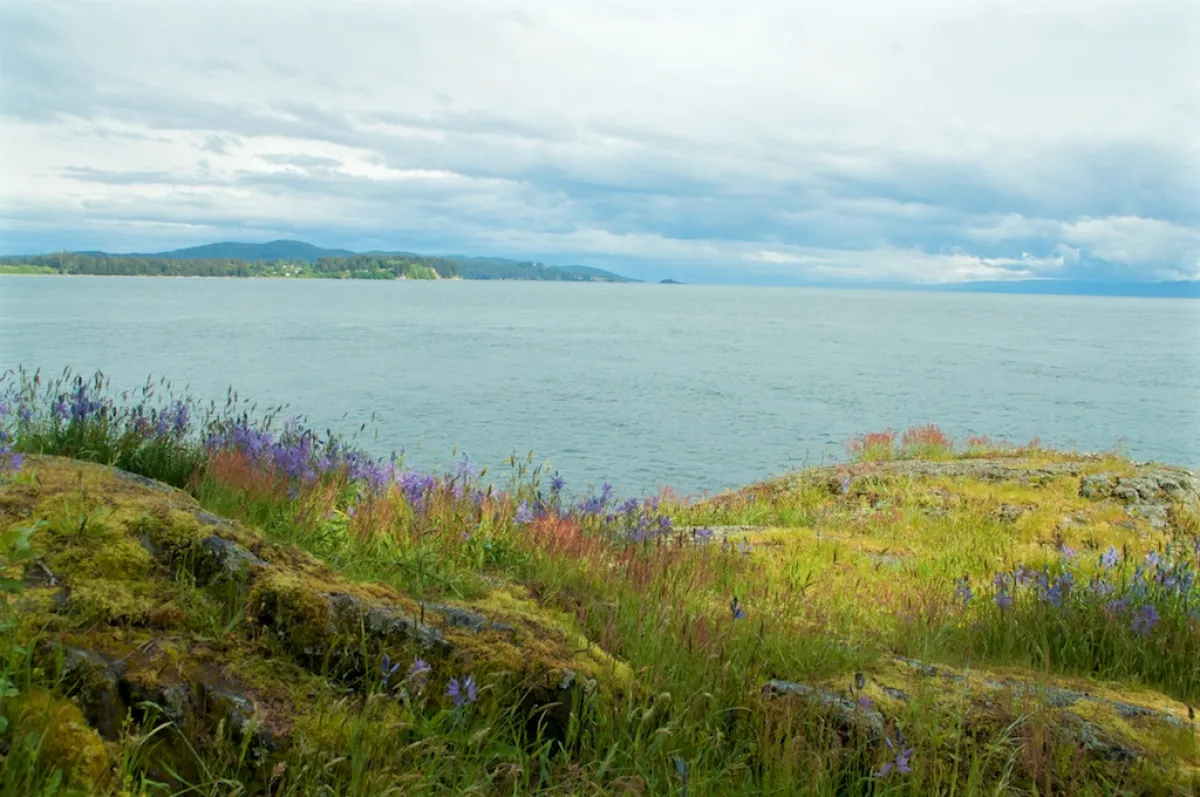 Wildflowers in Sooke