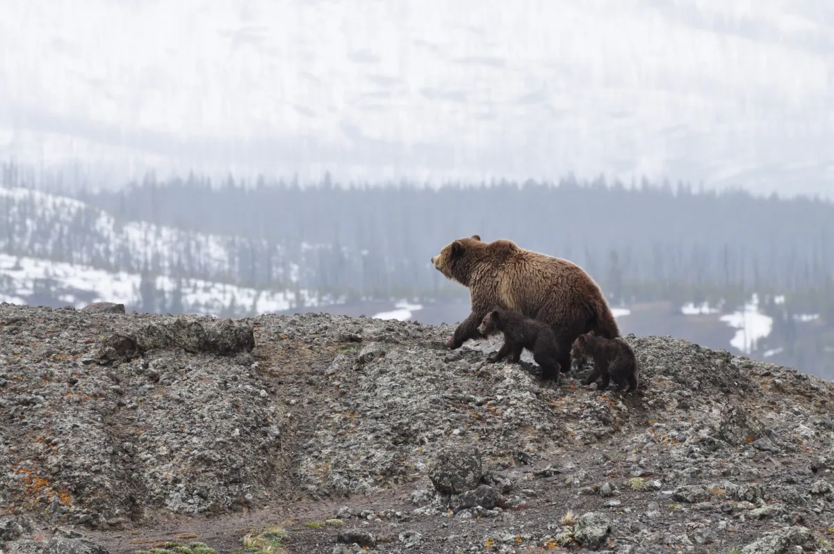 If you see a grizzly with her cubs, give her lots of space.