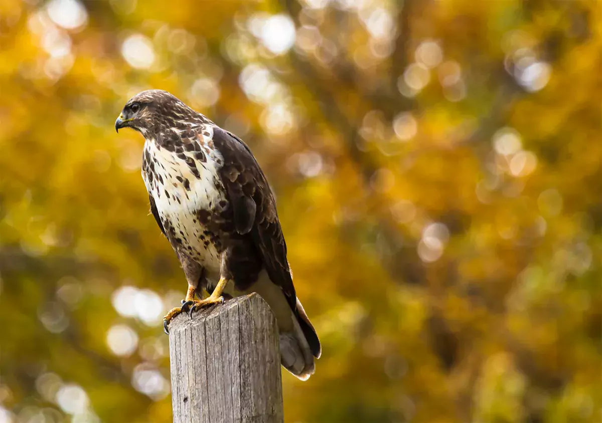 A hawk will use it's sharp talons to defend its young.