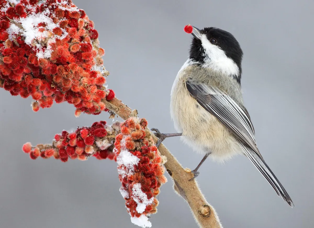 Chickadee