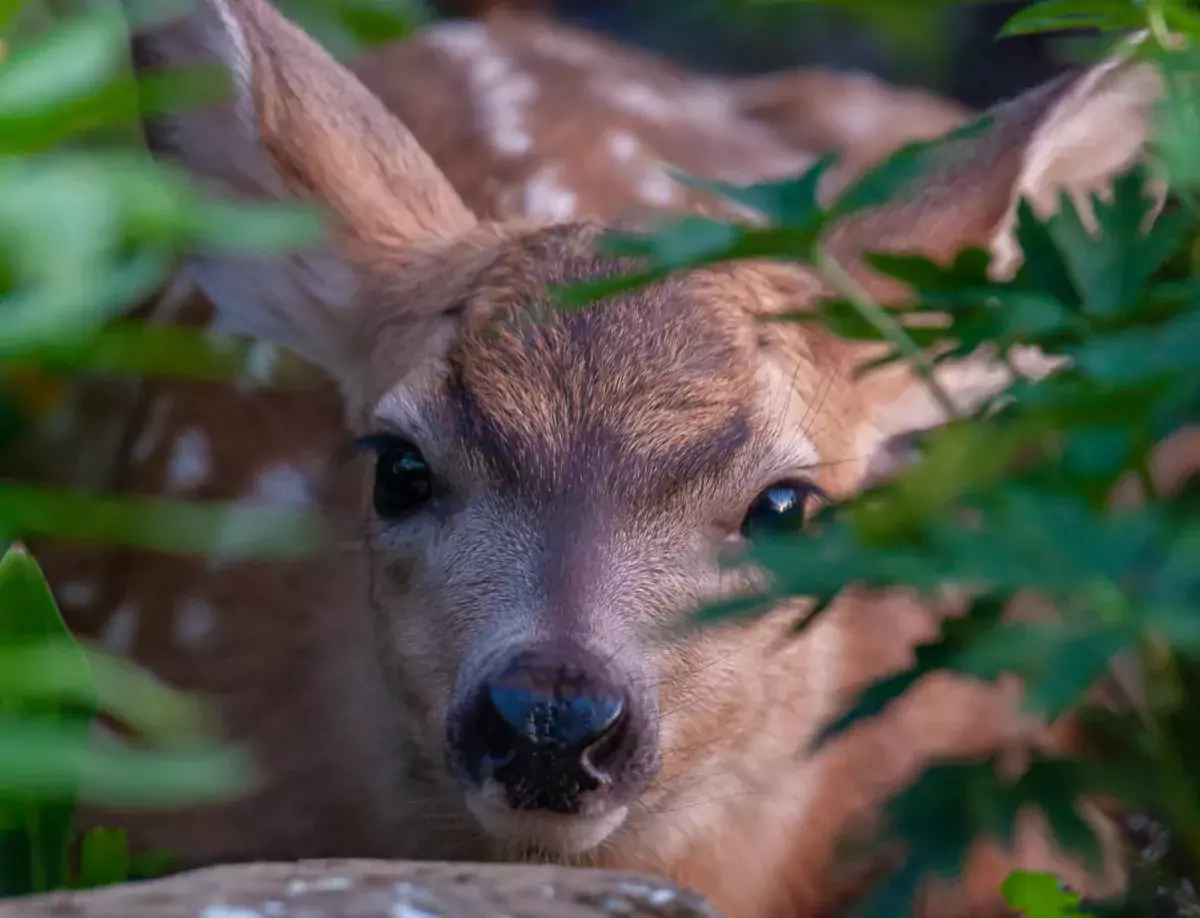 A baby deer in some bushes