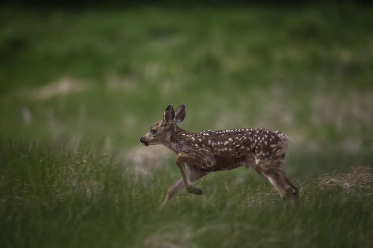 A fawn running through a field