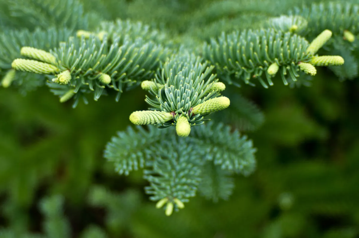 How to identify Western Canada trees: Pine or spruce