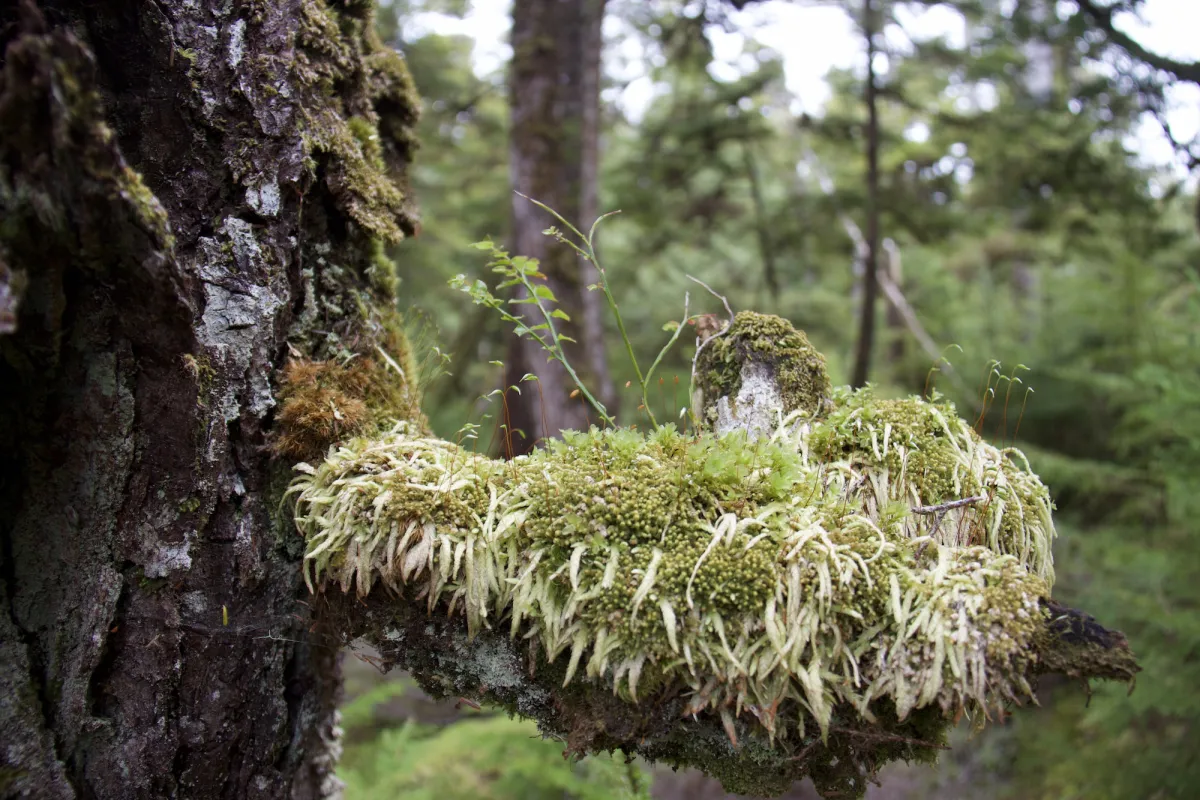 Haida Gwaii island landscape Jim Barr