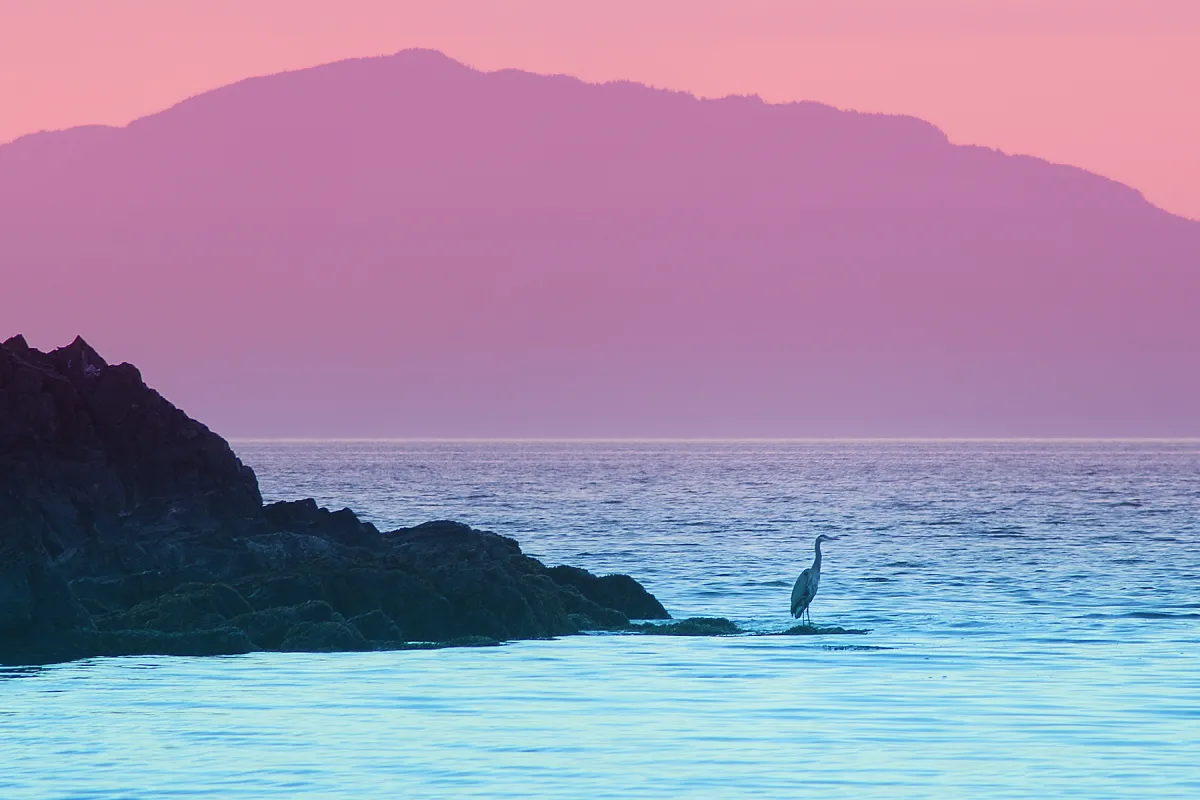 A heron in Nanaimo