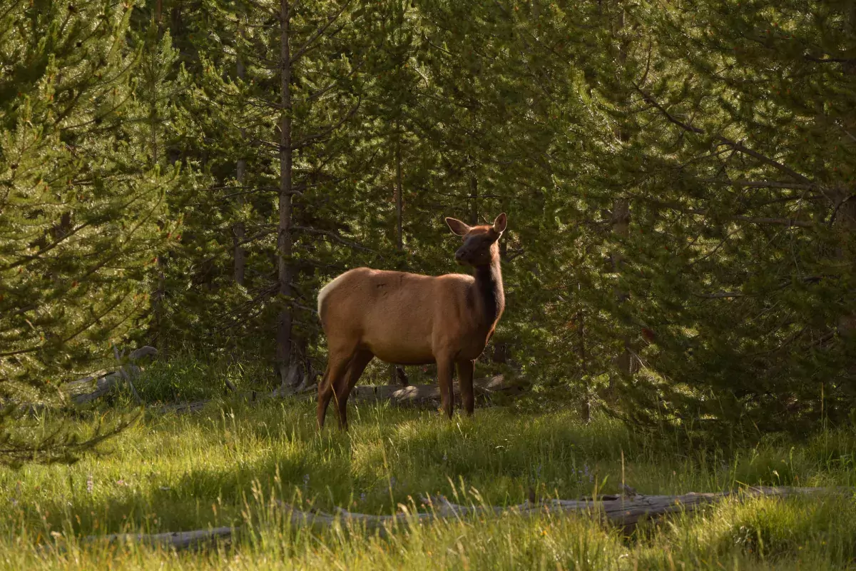A mother elk (or cow elk) watches for danger.
